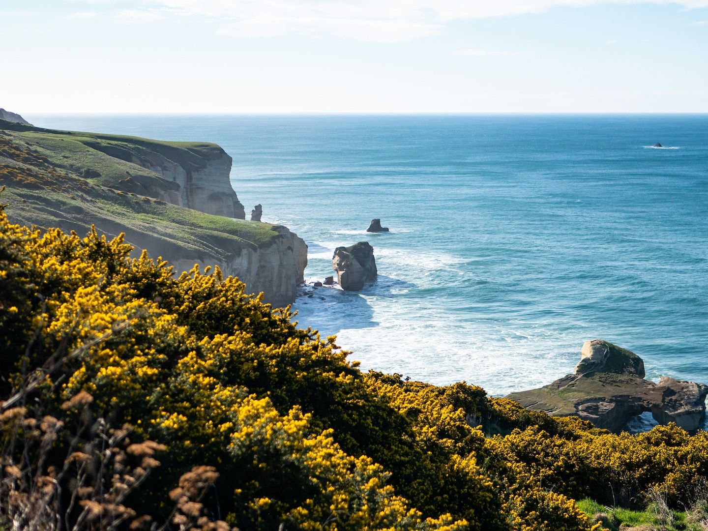 Cliffs and rugged coastline near Dunedin, New Zealand, with yellow flowering shrubs in the foreground and waves crashing against the rocks below.